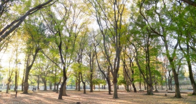 都立城北中央公園